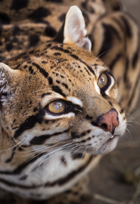 Why Are Ocelots Endangered